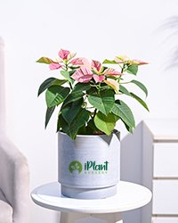 Poinsettia Pink Plant