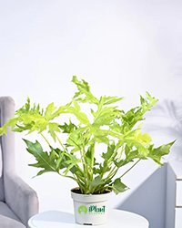 Philodendron Selloum Plant