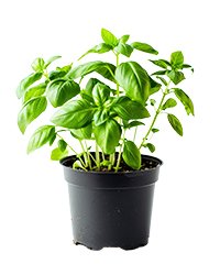 Basil