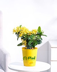 Ixora Plant - Yellow