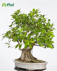 Ficus parasitica