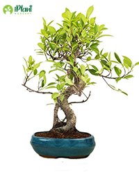 Ficus krishna