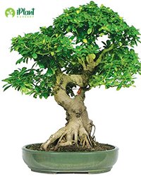 Ficus pelkan