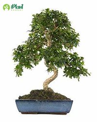 Ficus carmona
