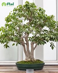 Ficus benjamina