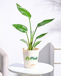 Bird of Paradise Plant