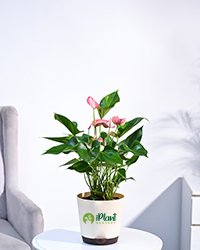 Anthurium Livium Plant