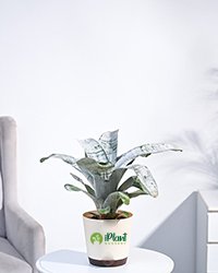 Aechmea Fasciata Plant