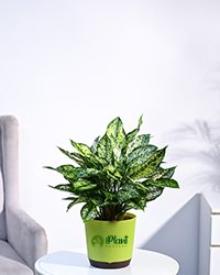 Aglaonema Snow White Plant